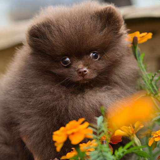 Изображение питомца