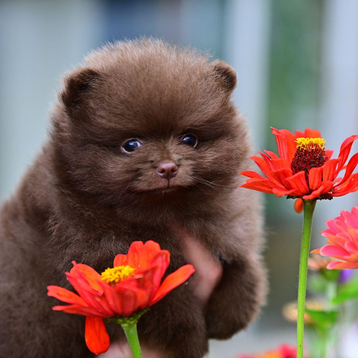 Изображение питомца