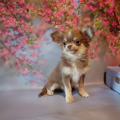 Изображение питомца