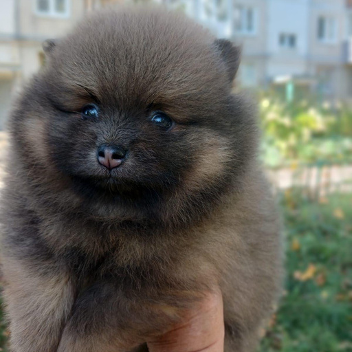 Изображение питомца