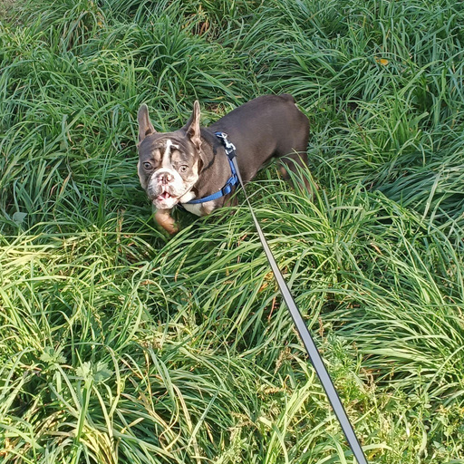 Изображение питомца