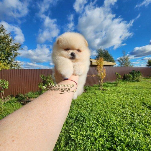 Изображение питомца