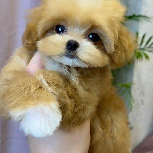 Изображение питомца