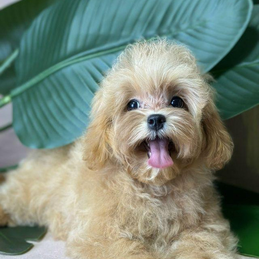 Изображение питомца