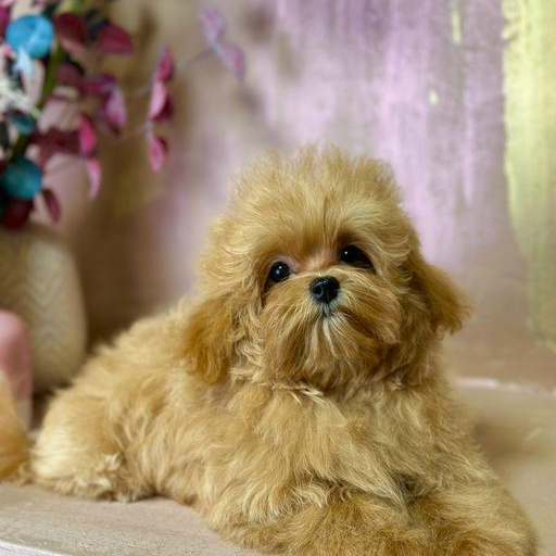 Изображение питомца