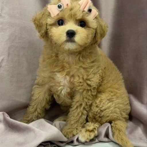 Изображение питомца