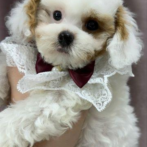 Изображение питомца