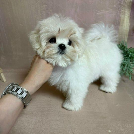 Изображение питомца