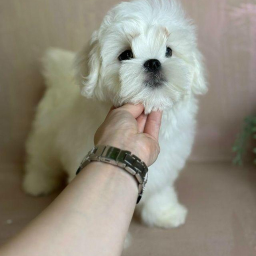 Изображение питомца