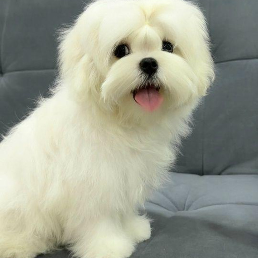 Изображение питомца