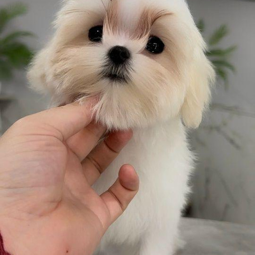 Изображение питомца