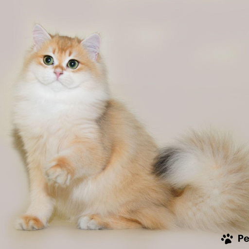 Изображение питомца