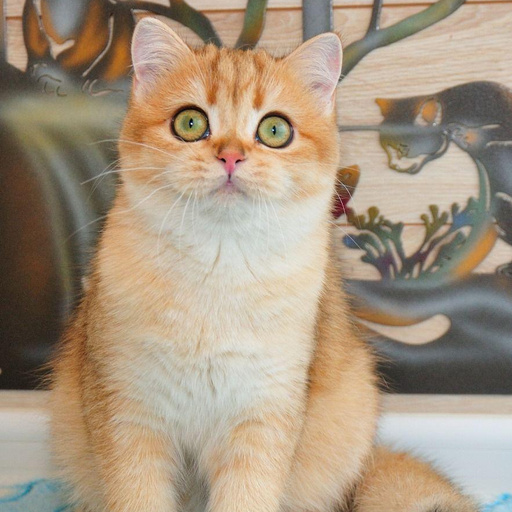 Изображение питомца