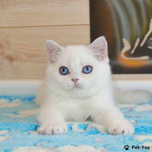 Изображение питомца