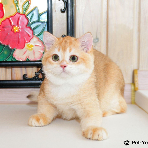 Изображение питомца