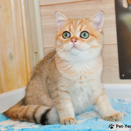 Изображение питомца