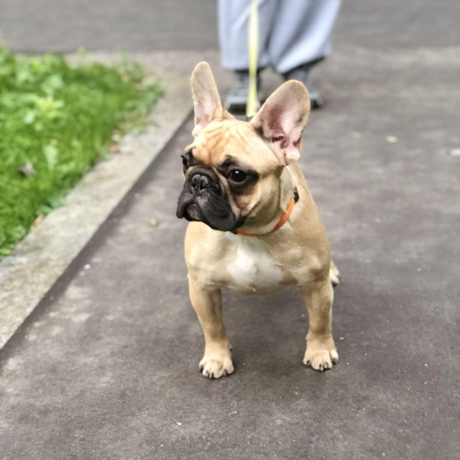 Изображение питомца