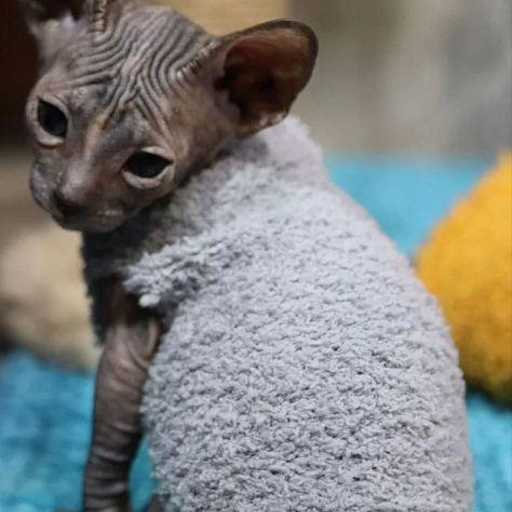 Изображение питомца