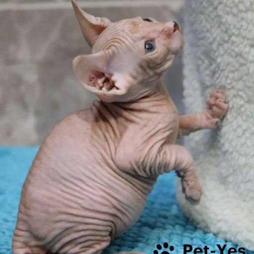 Изображение питомца