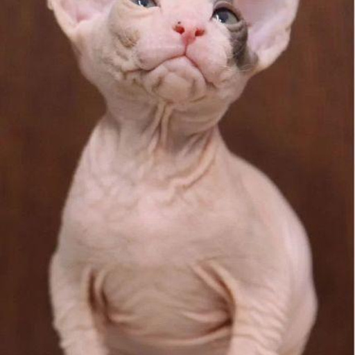 Изображение питомца