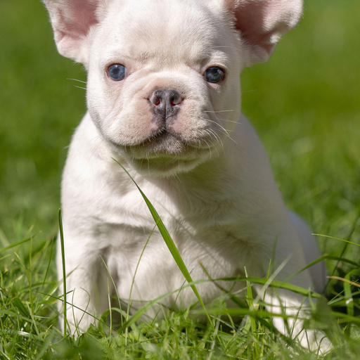 Изображение питомца