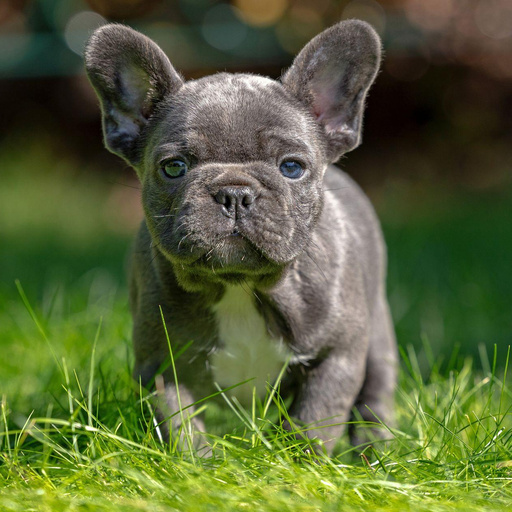 Изображение питомца