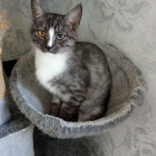 Изображение питомца