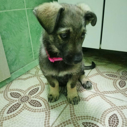 Изображение питомца