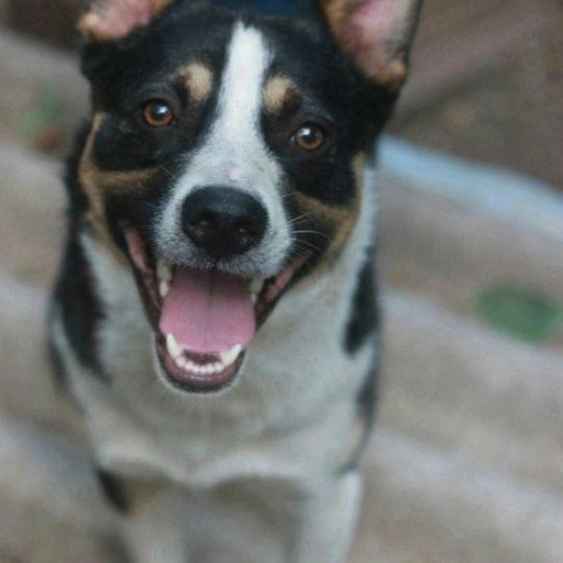 Изображение питомца