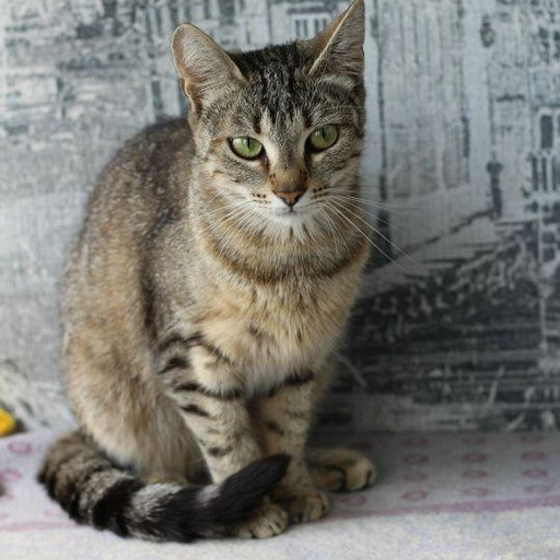 Изображение питомца