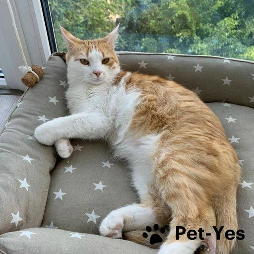 Изображение питомца