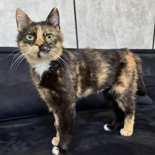 Изображение питомца