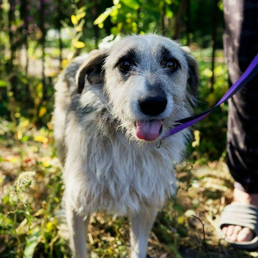 Изображение питомца