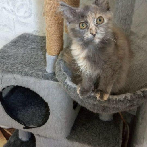 Изображение питомца