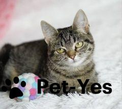 Изображение питомца