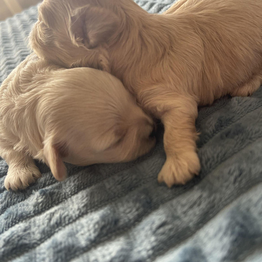 Изображение питомца