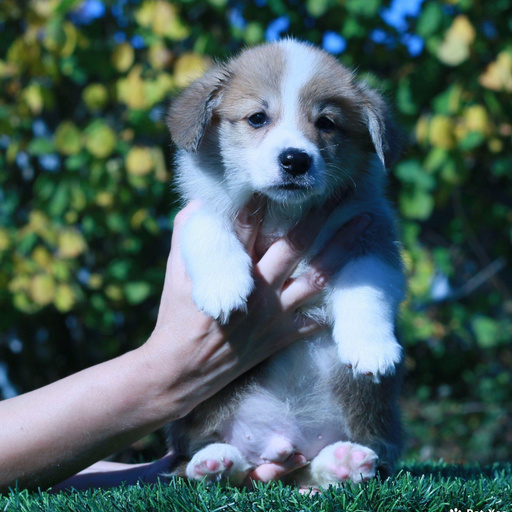 Изображение питомца