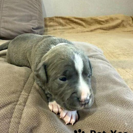 Изображение питомца