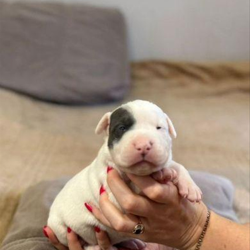 Изображение питомца