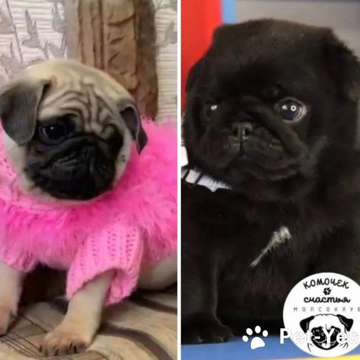 Изображение питомца