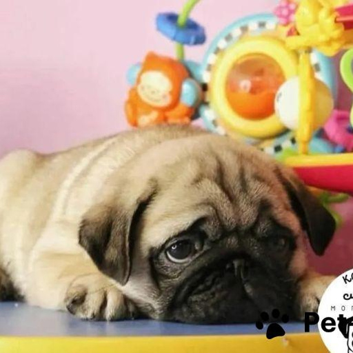 Изображение питомца