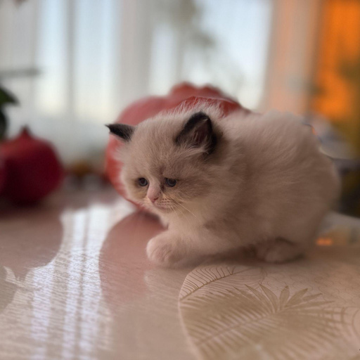 Изображение питомца