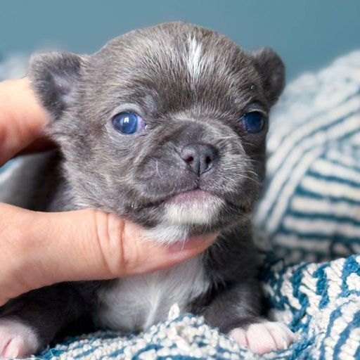 Изображение питомца