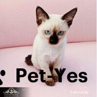 Изображение питомца