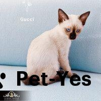 Изображение питомца