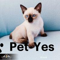 Изображение питомца