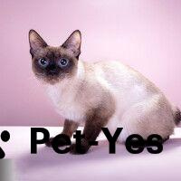 Изображение питомца