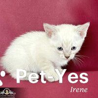 Изображение питомца