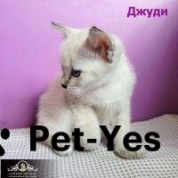 Изображение питомца