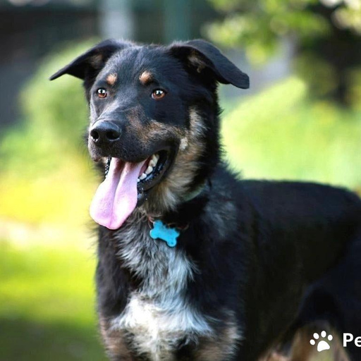 Изображение питомца